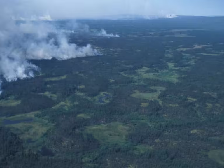forest fire destruction and renewal