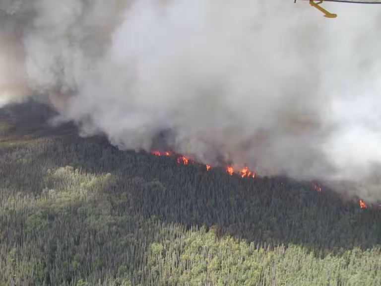 forest fire regeneration