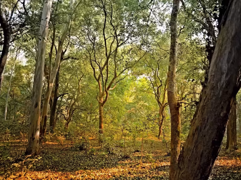 forest fragrance