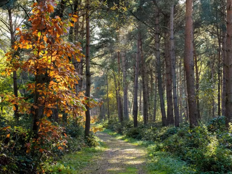 forest fragrance