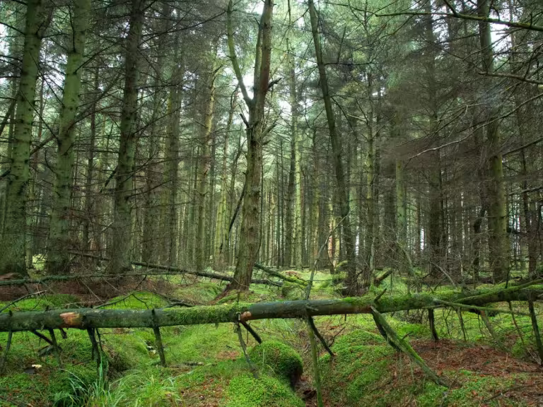 forest fragrance