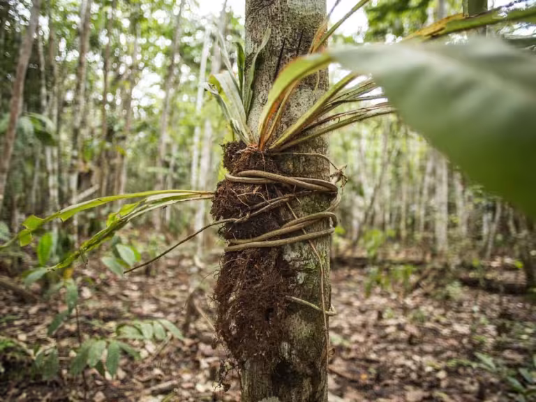 forest healing eczema
