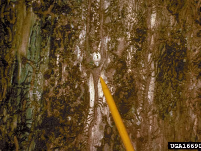 forest insects camouflage mimicry illustration