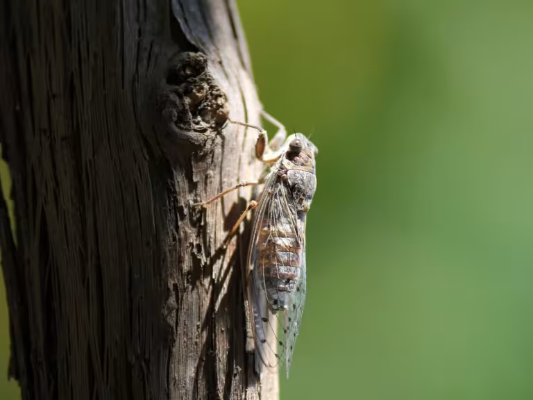 forest insects communicating through sound