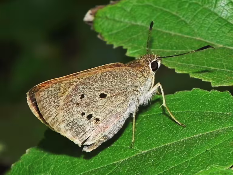 forest insects soundscape