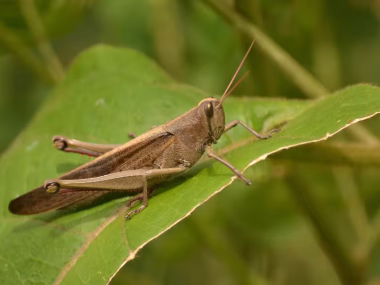forest insects with emotional expressions in a natural forest setting