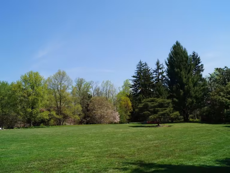 forest landscape with diverse trees and natural scents