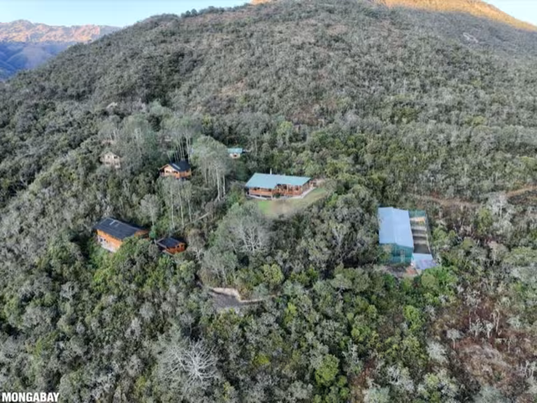 forest recovery after cyclone