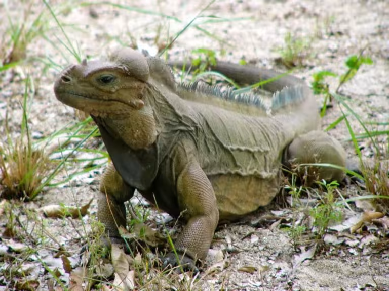 forest reptiles