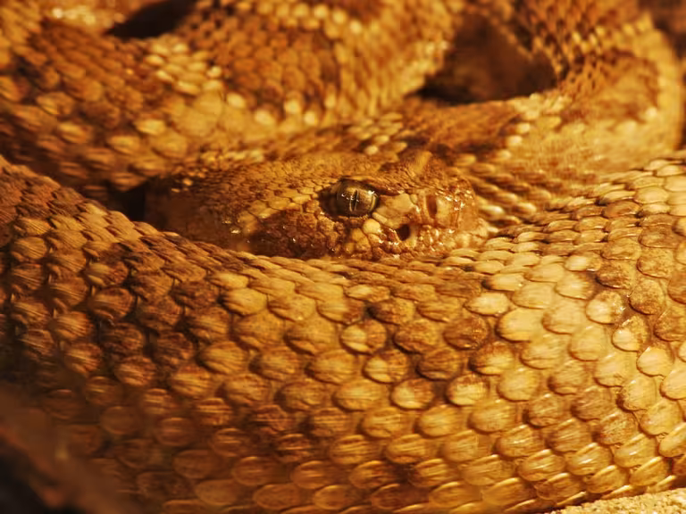 forest reptiles
