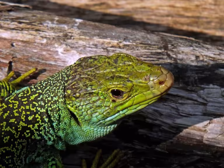 forest reptiles camouflage