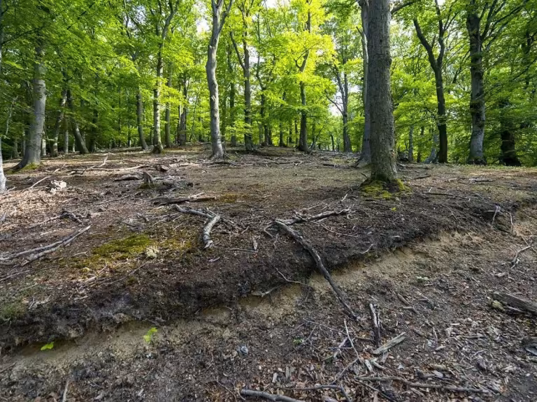 forest soil and its inhabitants