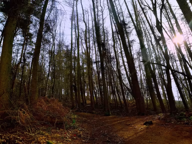 forest soundscape