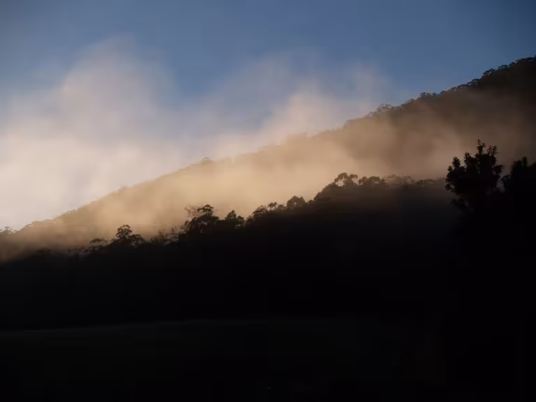 forest sunlight