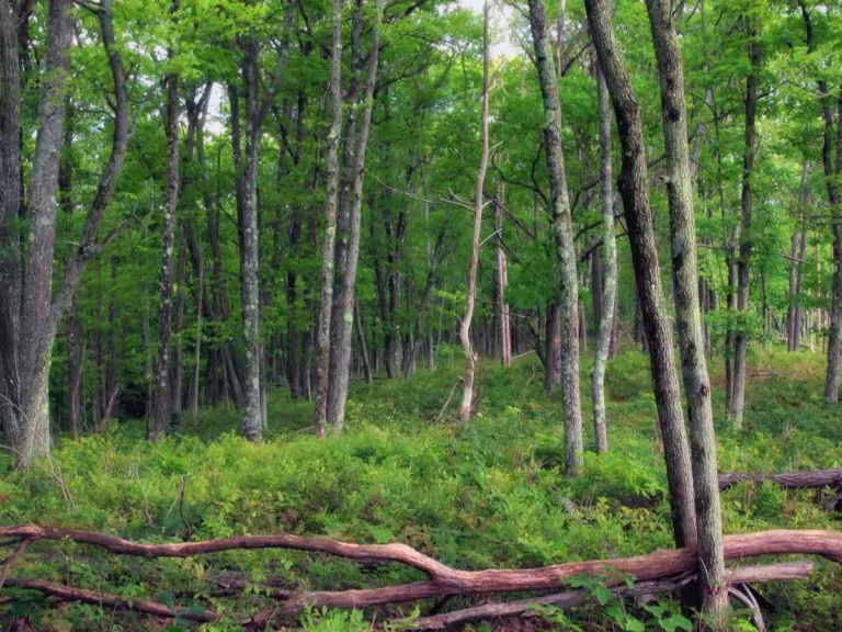 forest therapy