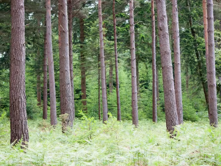 forest therapy