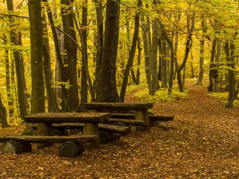 forest therapy