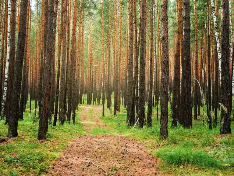 forest therapy