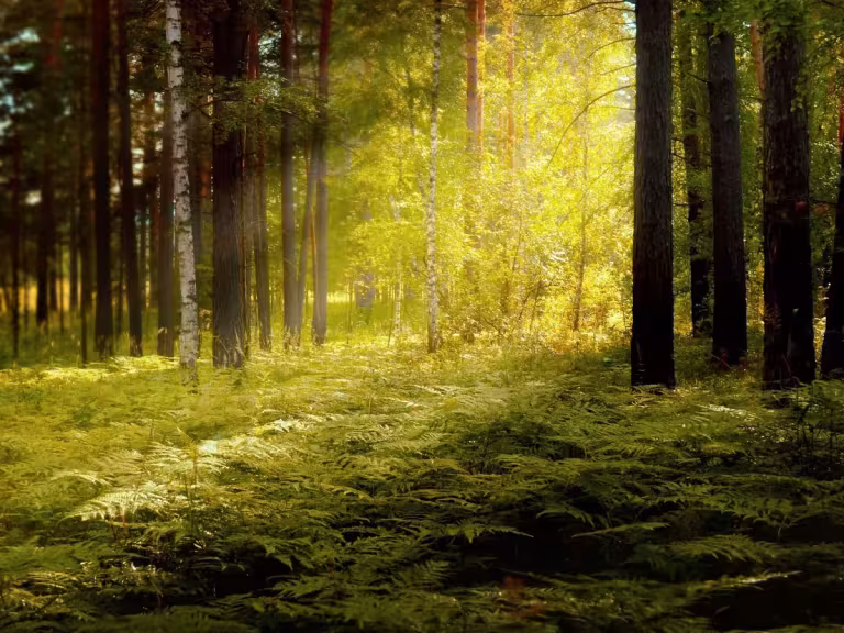 forest therapy