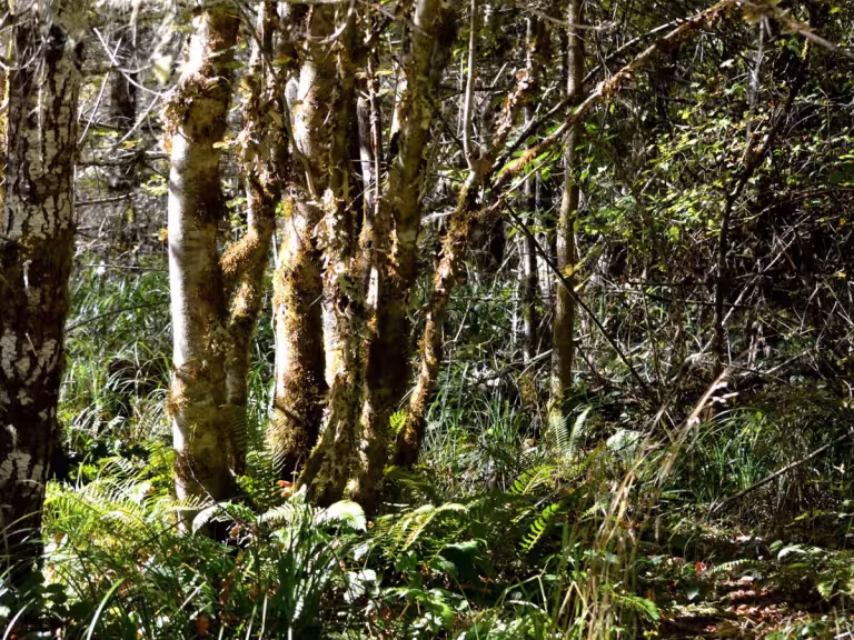 forest therapy