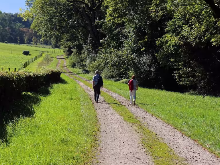 forest therapy walk