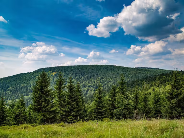 forest therapy with animals