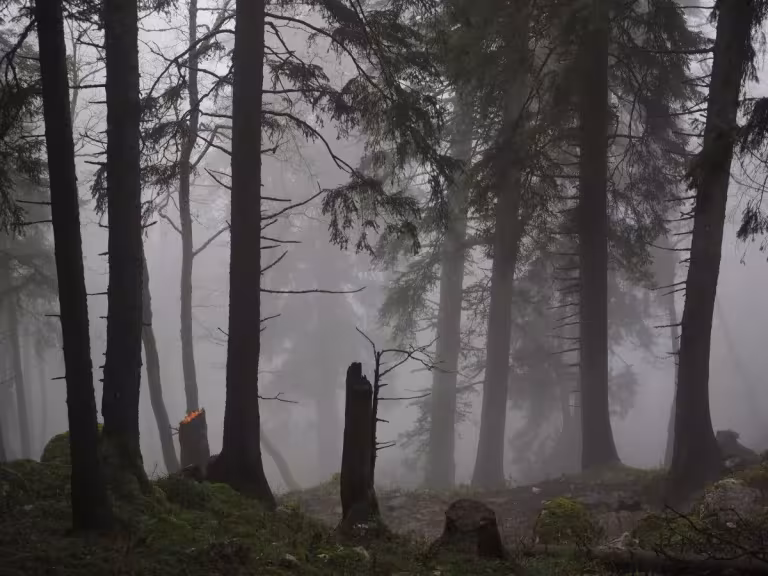 forest trees air purification