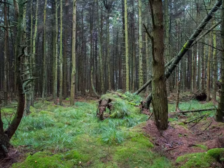 forest trees air quality