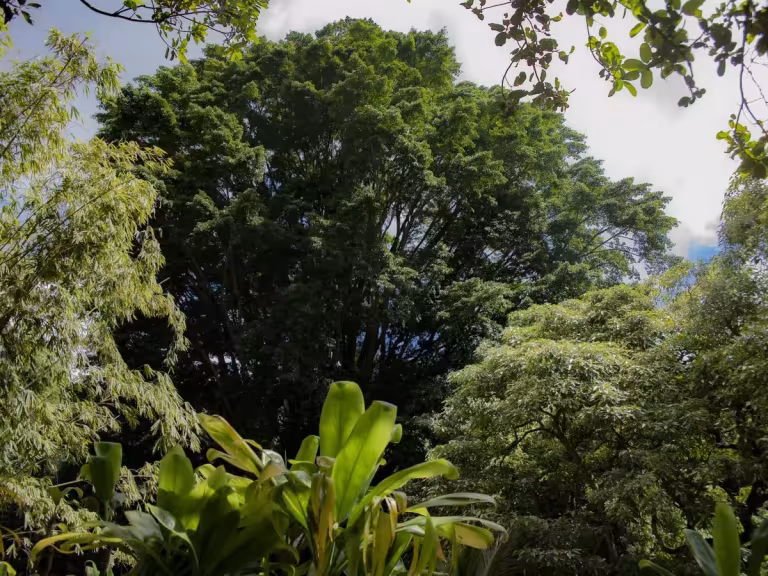 forest trees clean air