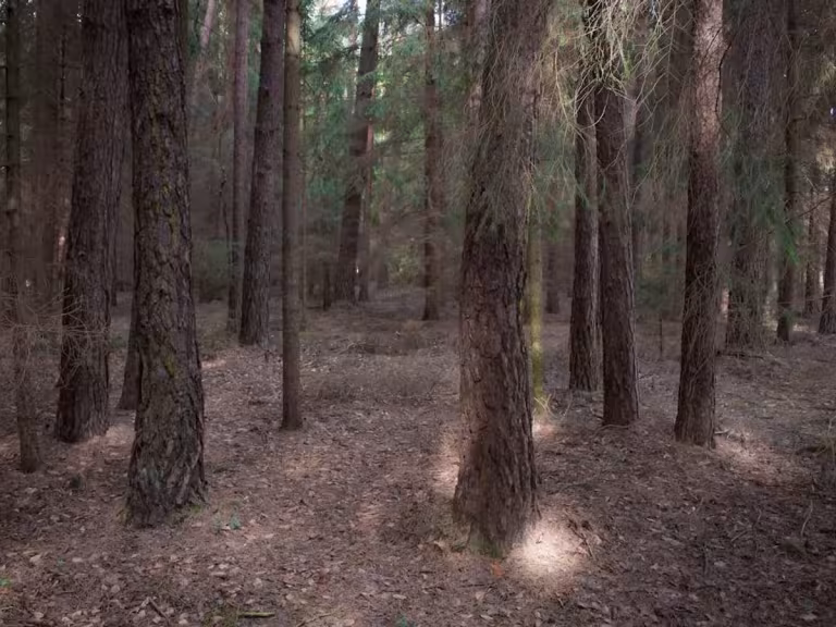 forest understory creatures