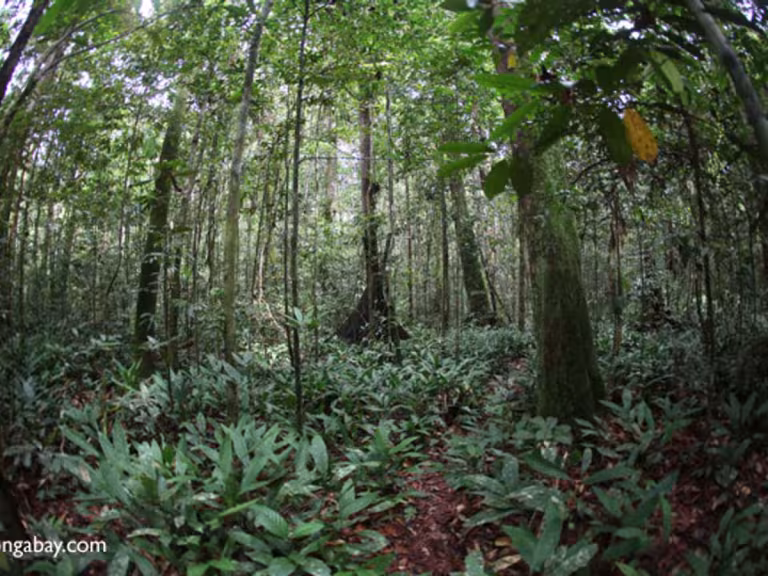 forest understory creatures