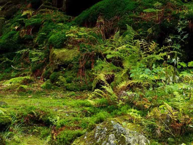 forest understory creatures