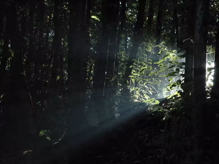 forest understory mammals