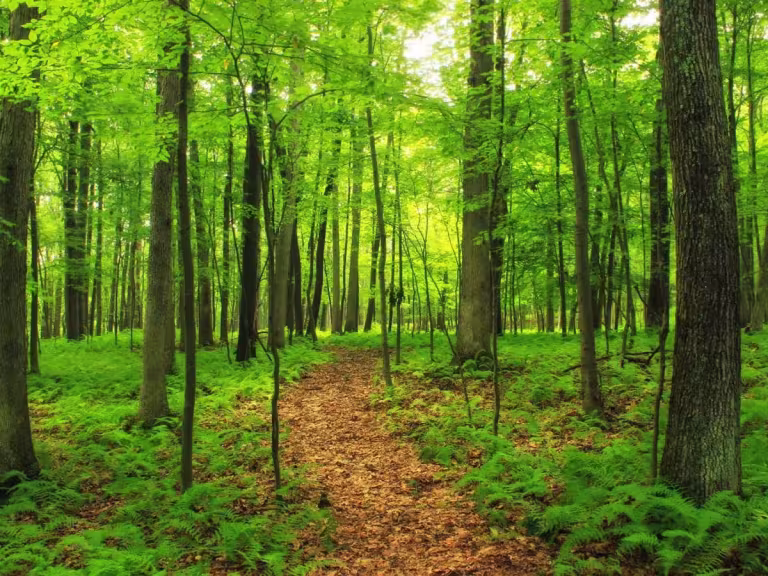 forest walk