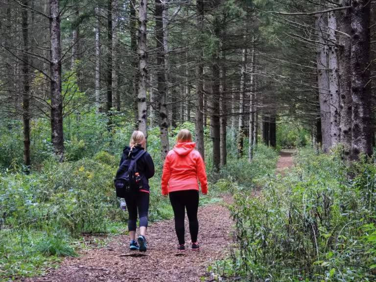 forest walk