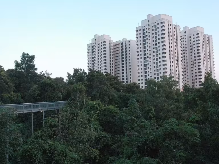 forest walk for bone health