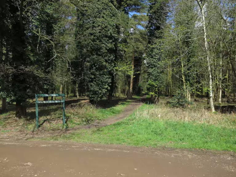 forest walk for bone health