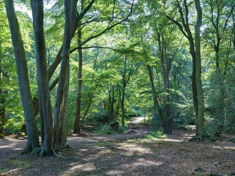 forest walk for bone health
