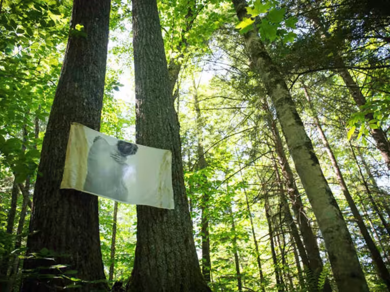 forest walk for mobility and mood