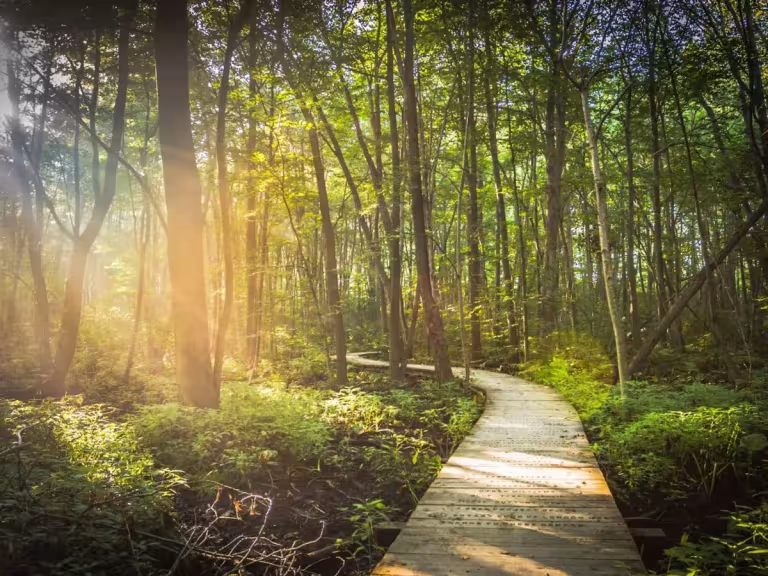 forest walk for weight management