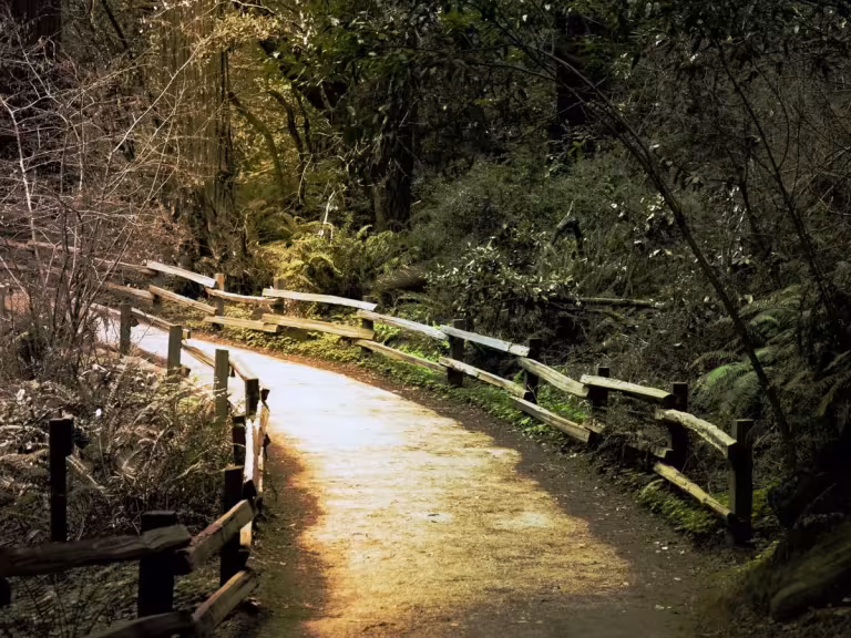 forest walk liver health