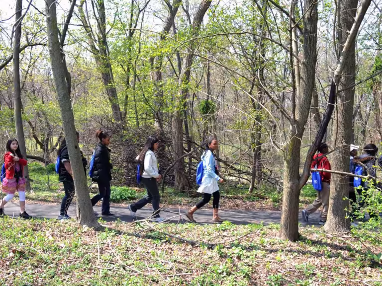 forest walk liver health