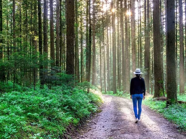 forest walk mindfulness