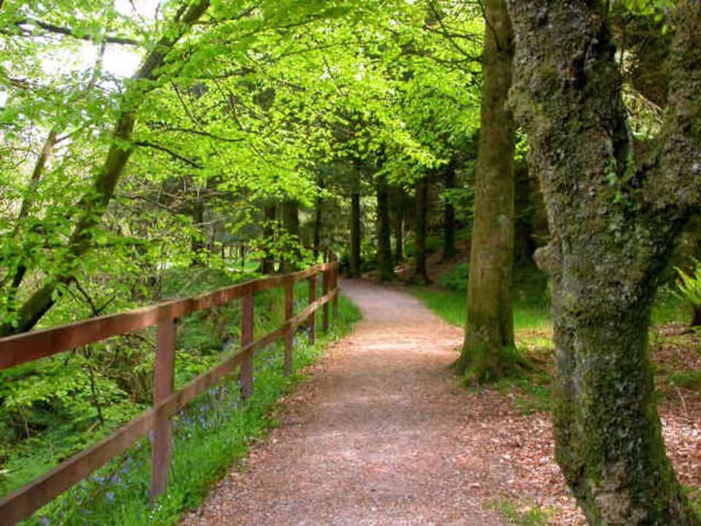 forest walk pain relief