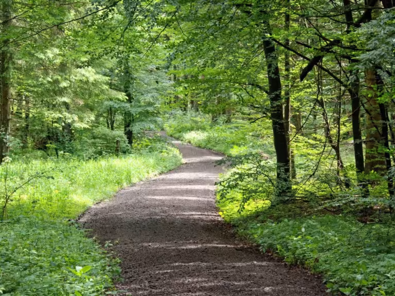 forest walk weight loss