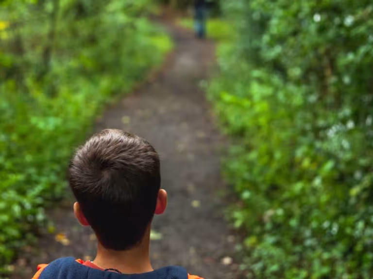 forest walk wellness