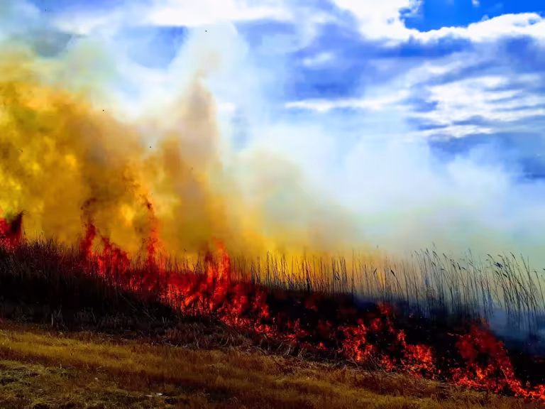 forest wildfire recovery