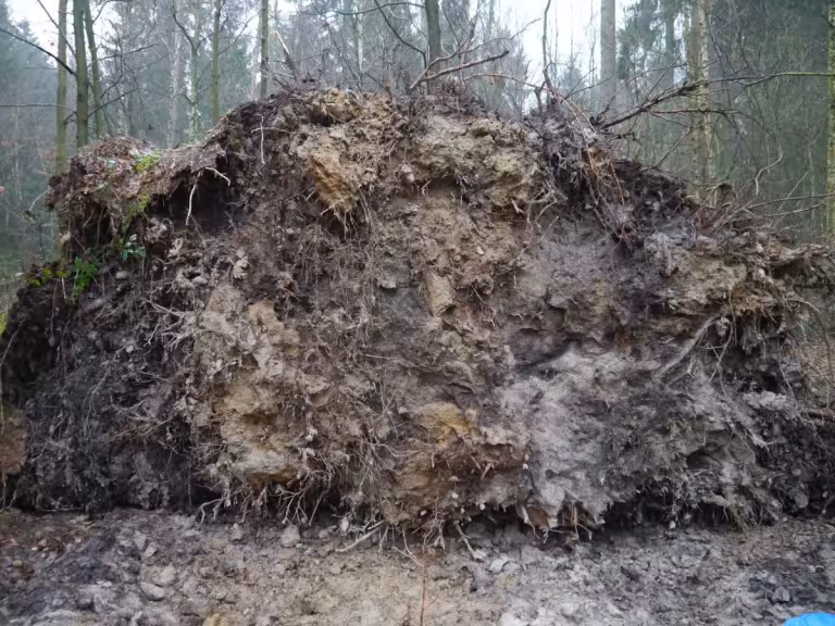 forest wind