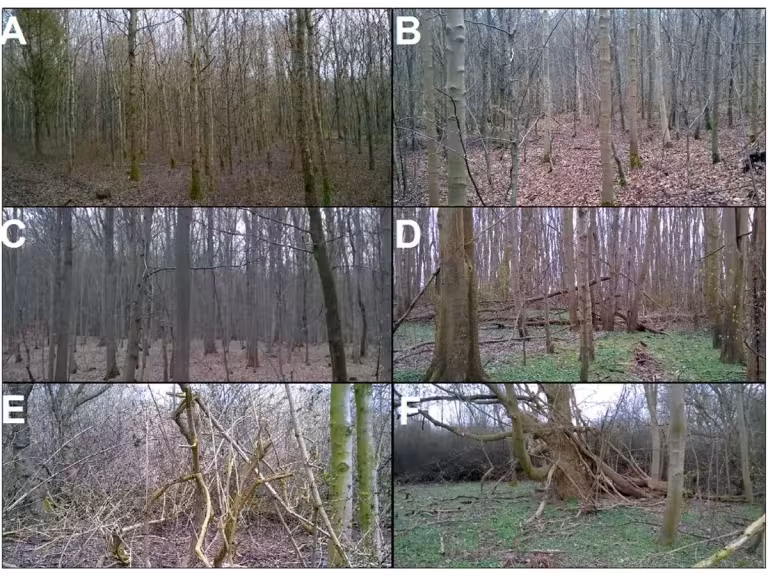 forest with diverse wildlife and humans interacting harmoniously