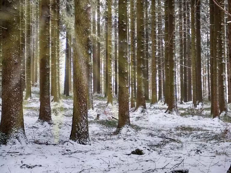 forest with sunlight filtering through trees, animals like deer and birds, harmonious natural scene